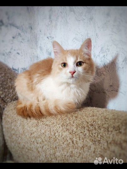 Кошка 11 мес. в добрые руки