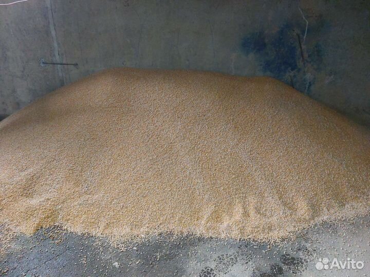 Половинки гороха