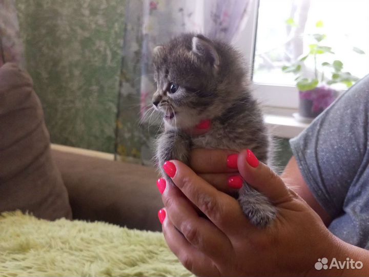 Кошка в дар бесплатно
