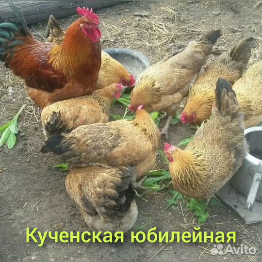 Инкубационное яйцо породных кур