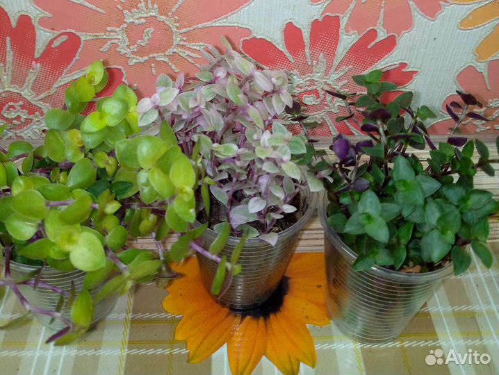 Цветы комнатные