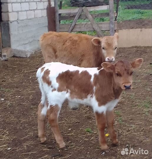 Телята бычки