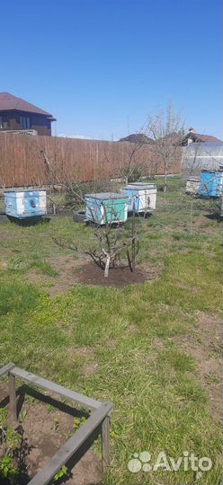 Продам пчел с ульями