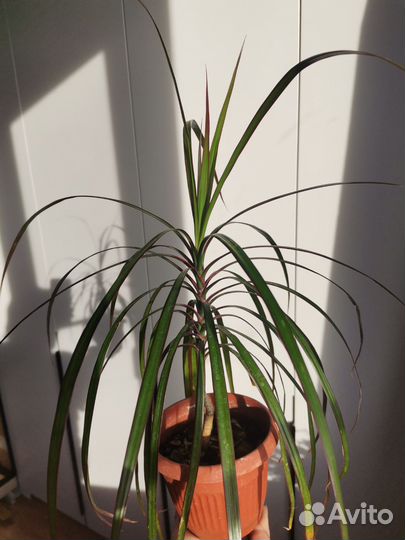 Пальма драцена