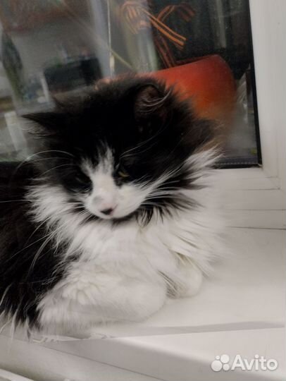 Котик,8 месяцев,крупный