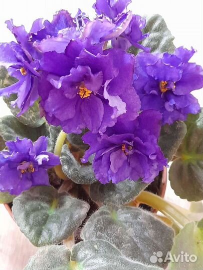 Комнатные цветы фиалки