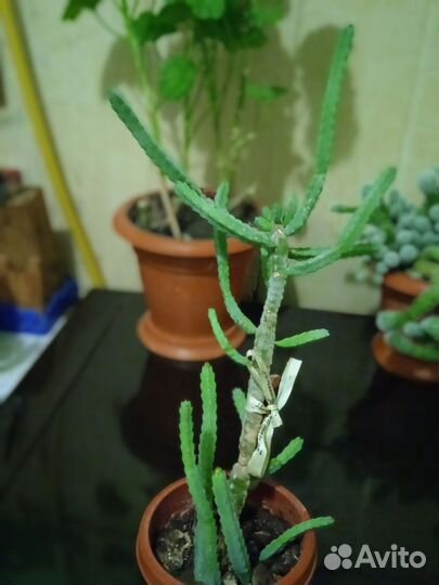 Комнатные цветы