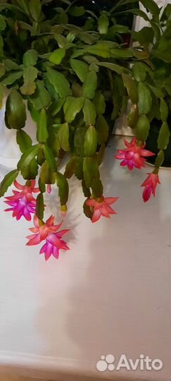 Декабрист шлюмбергера (комнатный цветок)