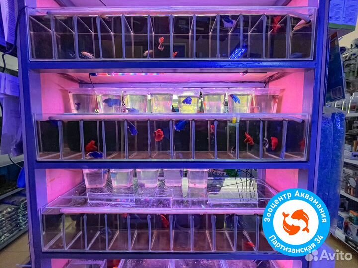 Сиамские Петушки