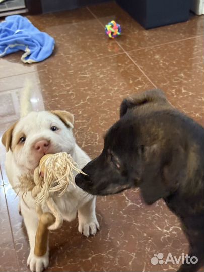 Джек рассел терьер