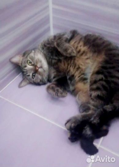 Кошечке после стерелизации некуда идти. Нужен дом