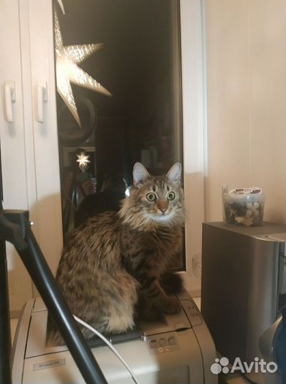 Пушистая кошка ищет кота для вязки