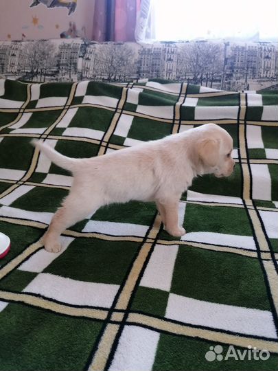 Щенки лабрадора