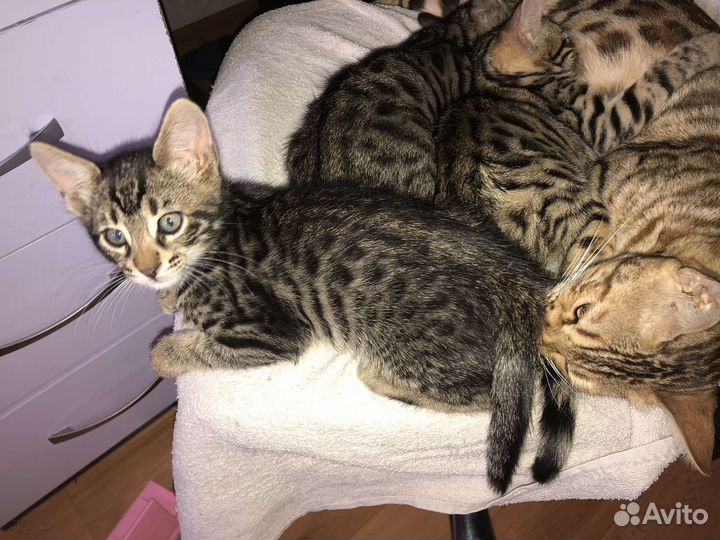 Котята в добрые руки мальчики