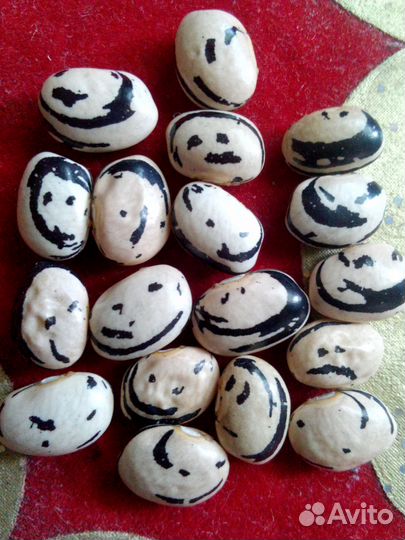 Коллекционная фасоль