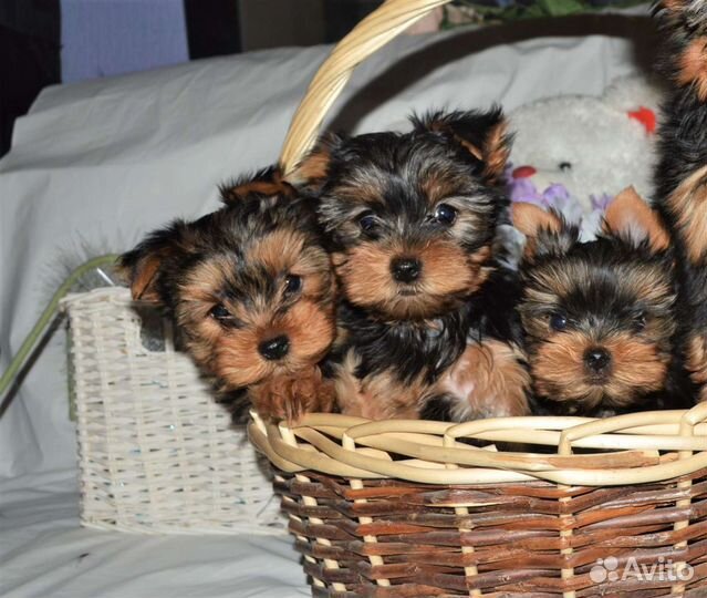 Щеночки йоркширского. терьера