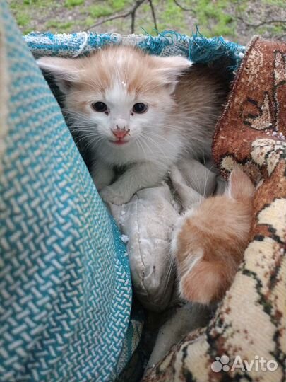 Котята в добрые руки бесплатно