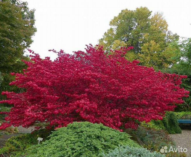 Бересклет европейский