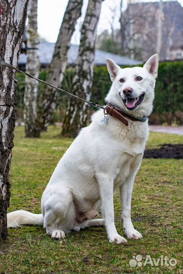 Самый лучший пес в мире в поисках дома