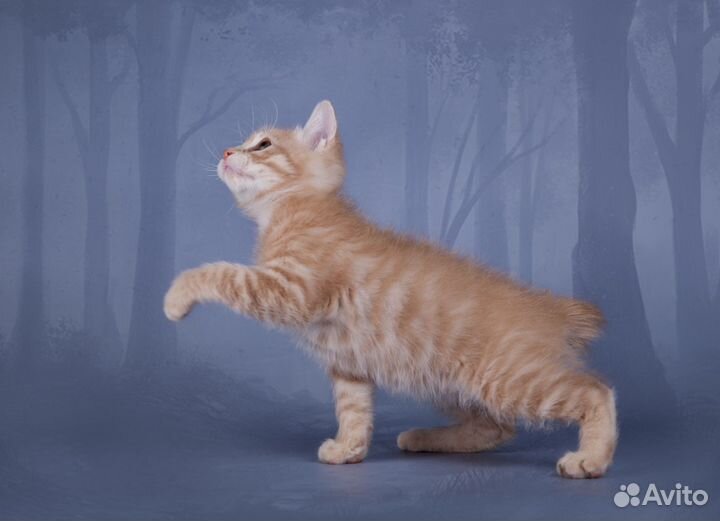 Курильский бобтейл кремовый мальчик