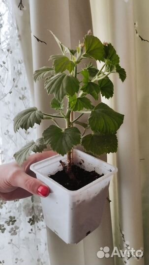 Сортовые пеларгонии