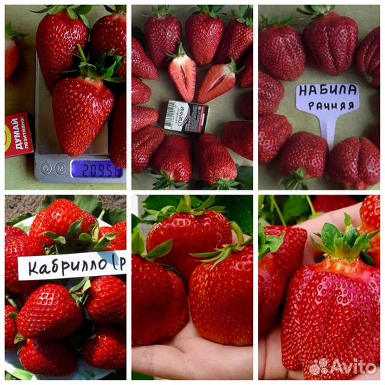 Рассада клубники