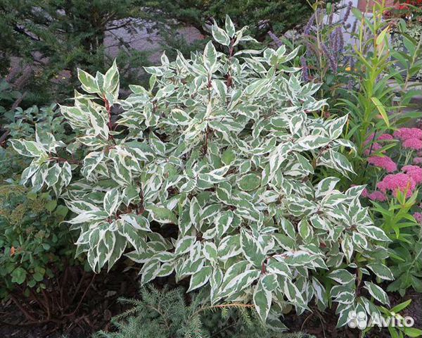 Дёрен пёстролистный, Хоста, Лилейник, Гибискус,Лук