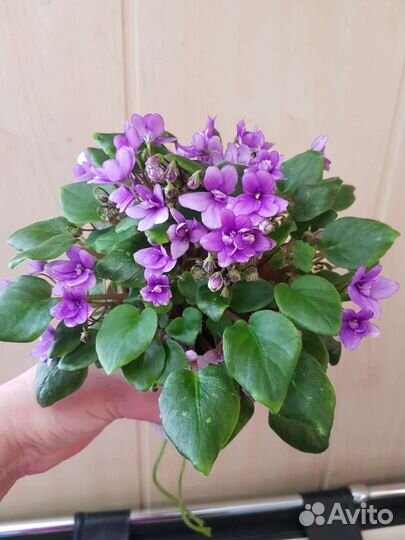 Филака трейлер