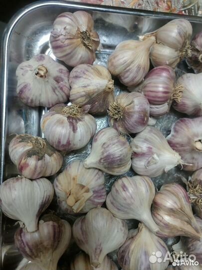 Чеснок на еду и на посадку