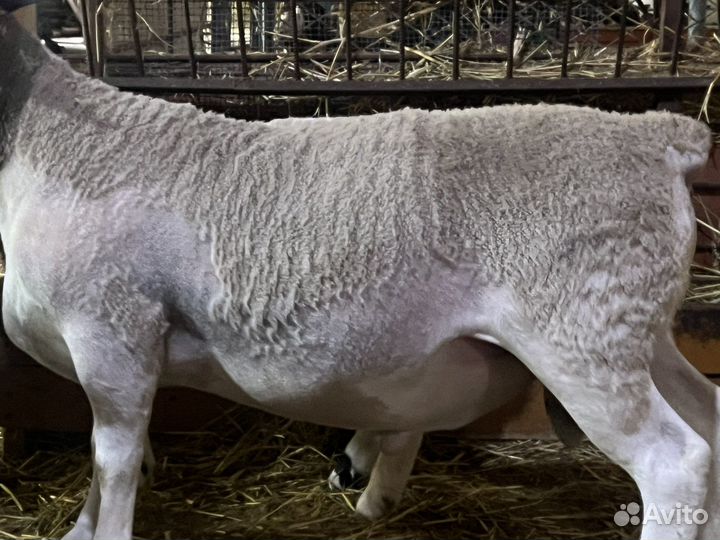 Бараны Дорпер