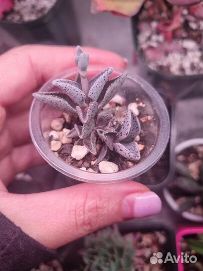 Echeveria Paul Bunyan var. Lenophyllum guttatum