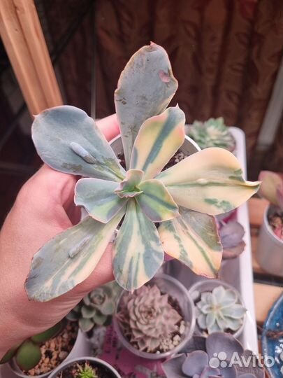 Echeveria Paul Bunyan var. Lenophyllum guttatum