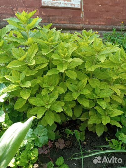 Вербейник точечный