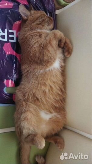 Передержка животных на время отпуска