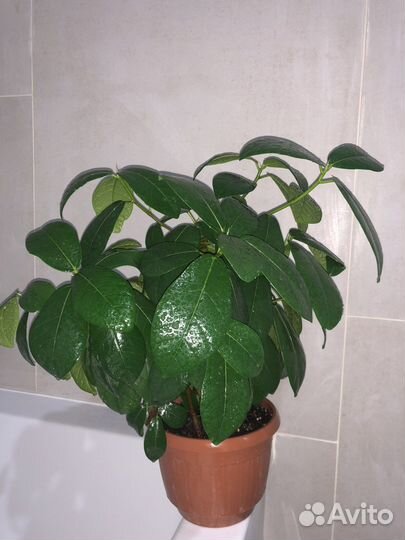 Фикус индонезия