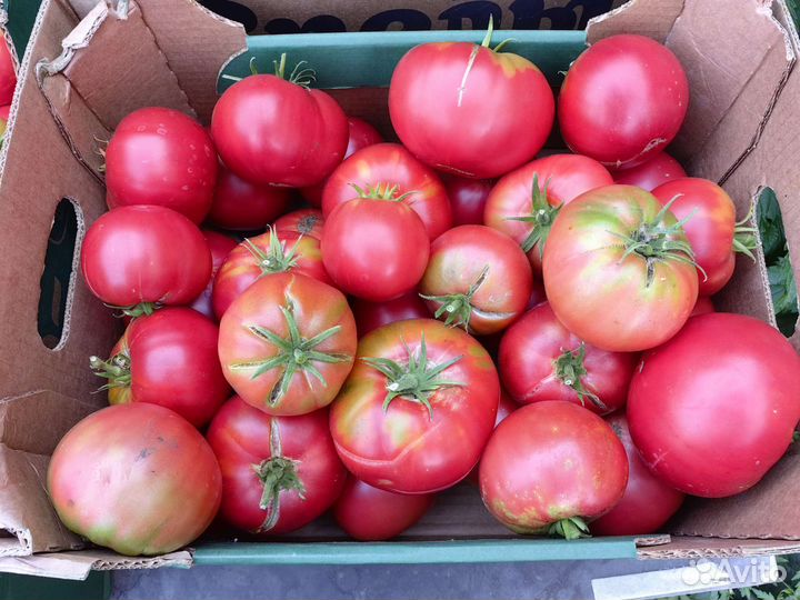 Помидоры домашние красные с куста