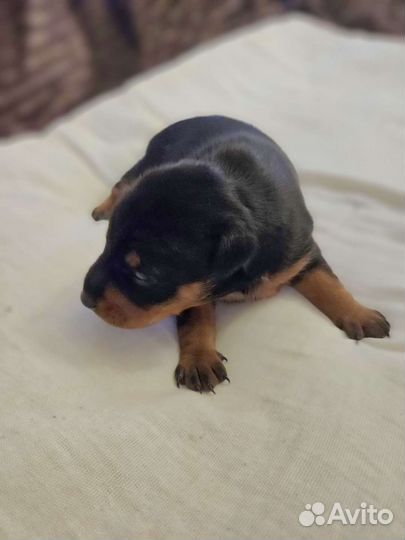 Щенки цвергпинчера