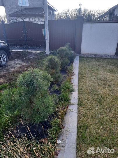 Сосна черная