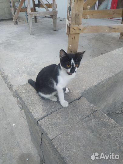 Котенок