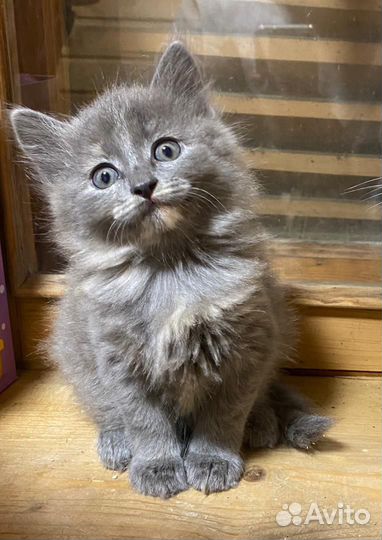 Котенок в добрые руки