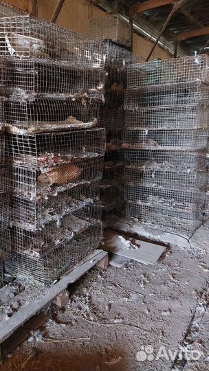 Транспортировочные клетки для кур.цыплят утят