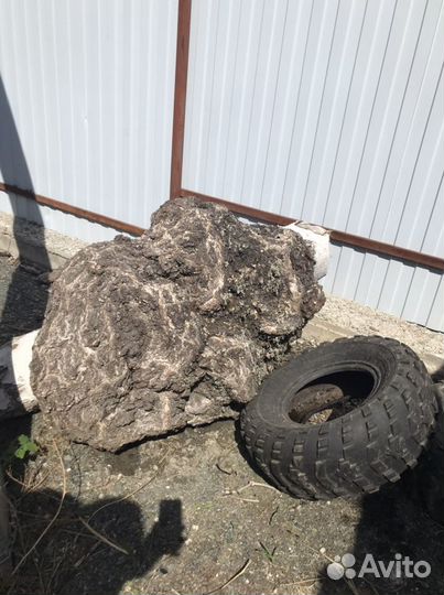 Сувель березовый