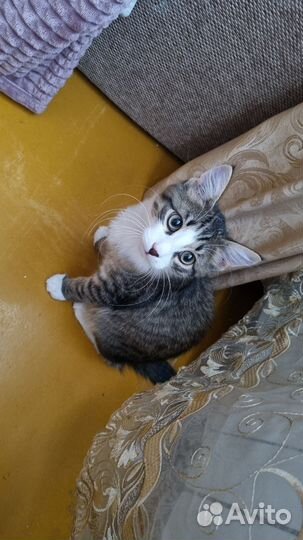 Кот