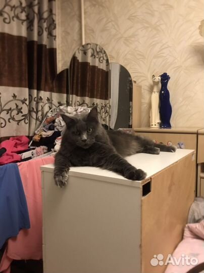 Кот мейн-кун
