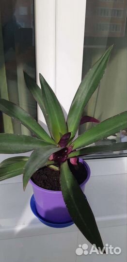 Традесканция Рео