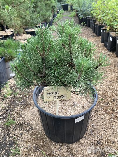 Саженцы сосны горной