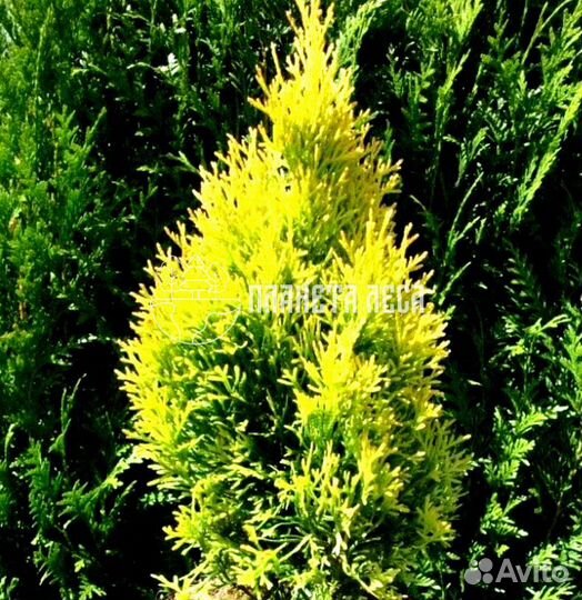 Туя западная Голден Смарагд Морозостойка