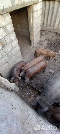 Поросята