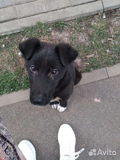 Собака в добрые руки