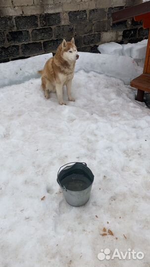 Кобель Хаски для вязки